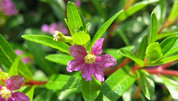 Descubre Las Plantas Con Flores Todo El Año