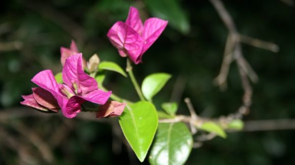 20 plantas de jardín que deberías conocer