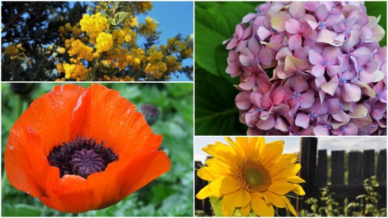 20 plantas de jardín que deberías conocer