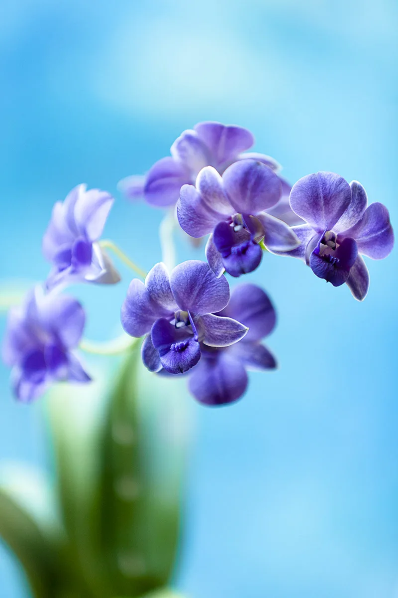 cuidados de la orquídea