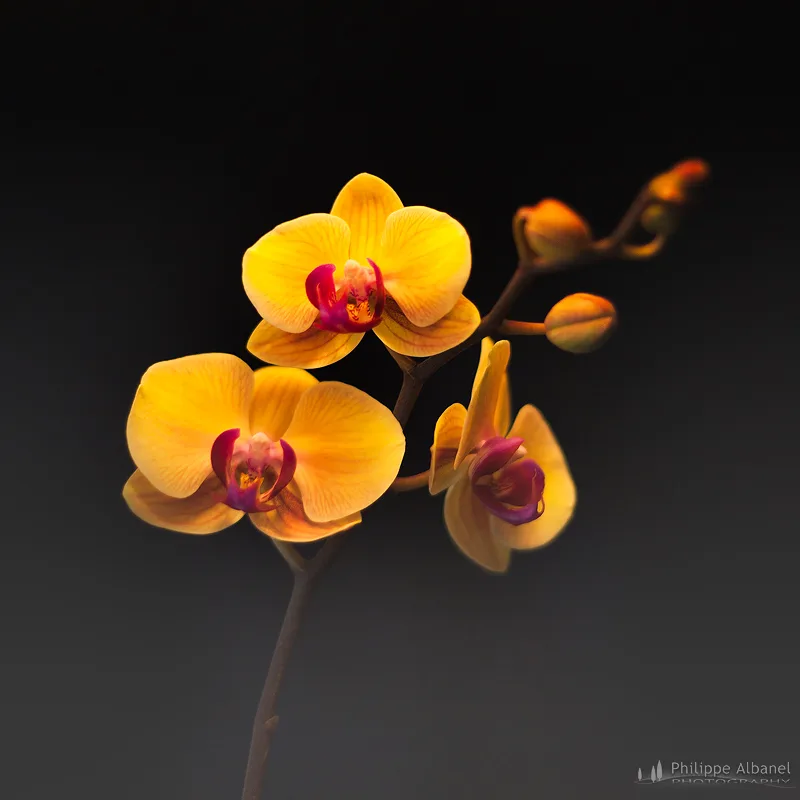 cuidados de la orquídea