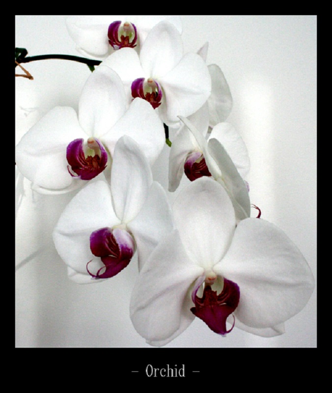cuidados de la orquídea