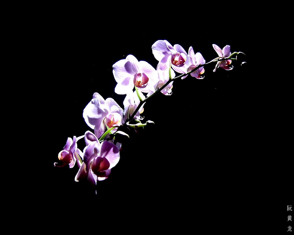 cuidados de la orquídea