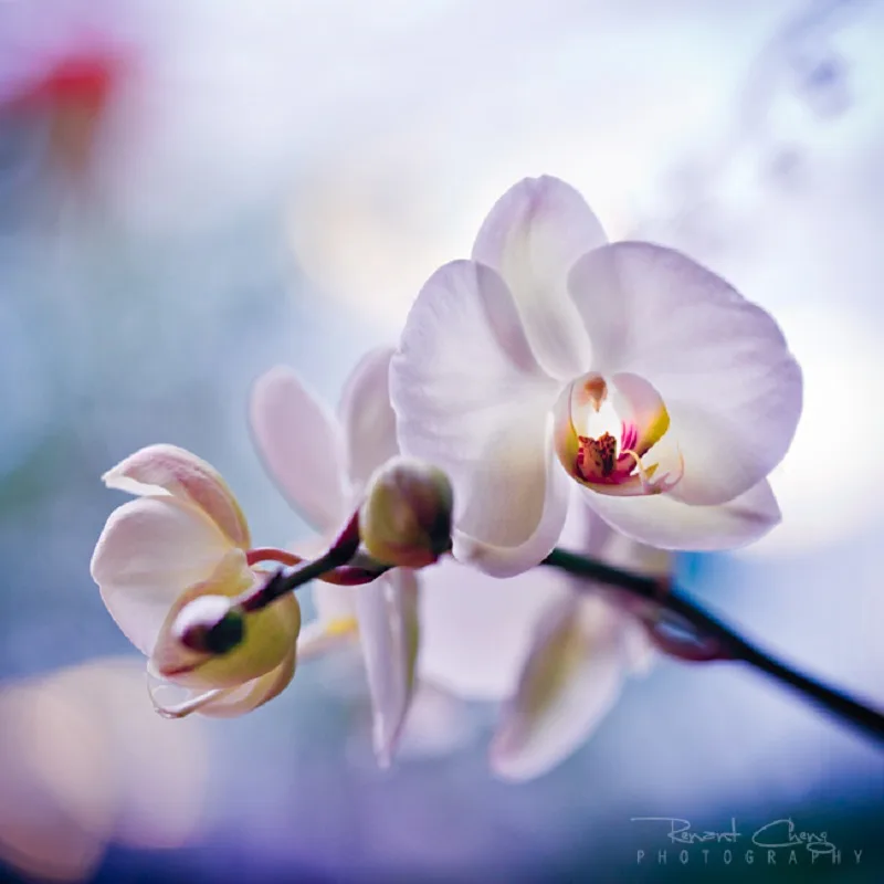 cuidados de la orquídea