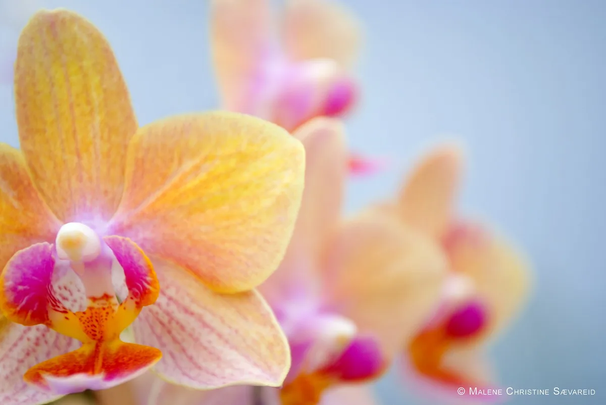 cuidados de la orquídea