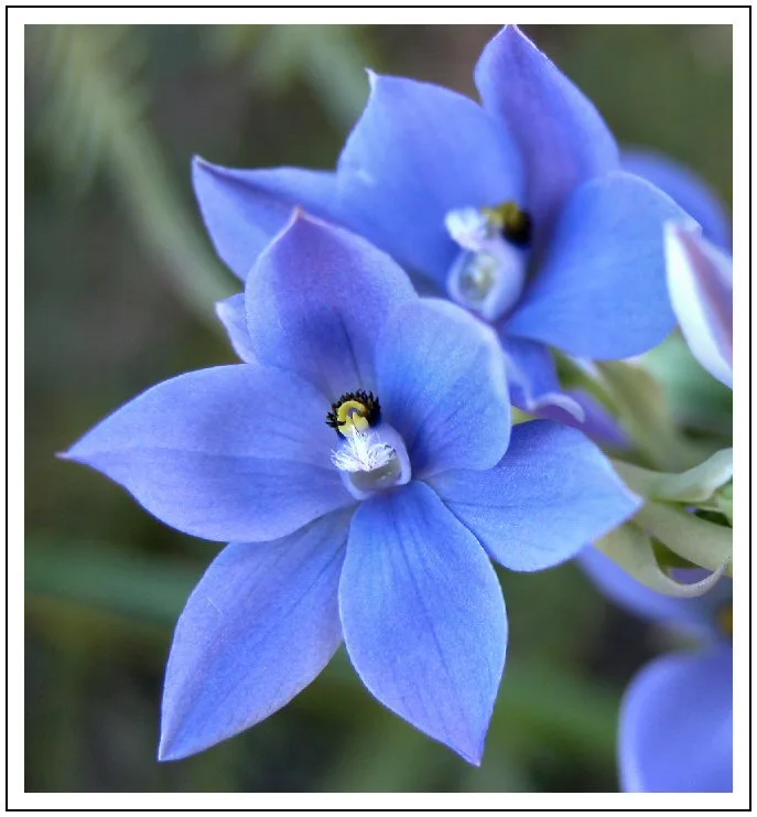 cuidados de la orquídea