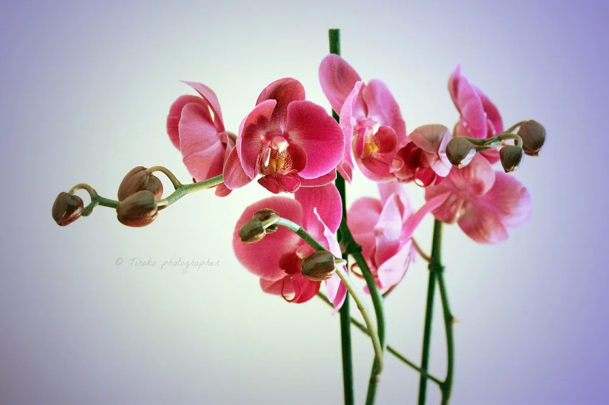 cuidados de la orquídea