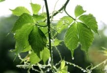 Cómo podar una parra y en qué época podar una parra