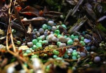 ¿Qué tipos de fertilizantes orgánicos e inorgánicos existen y para qué se usan? tipos de fertilizantes