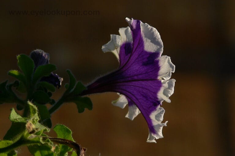 Cómo se cuidan las petunias en cada estación del año