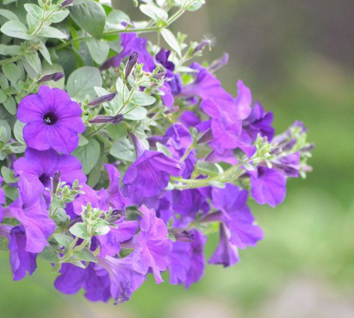 tipos de petunias