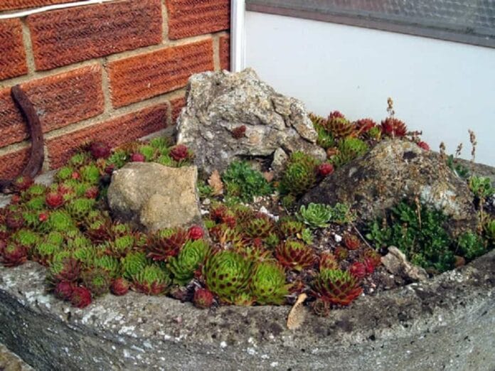 diseño de una rocalla