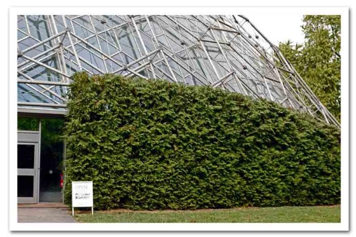 ¿Qué plantas para setos altos elegir? ¡No te las pierdas!