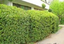 ¿Qué plantas para setos altos elegir? plantas para setos altos