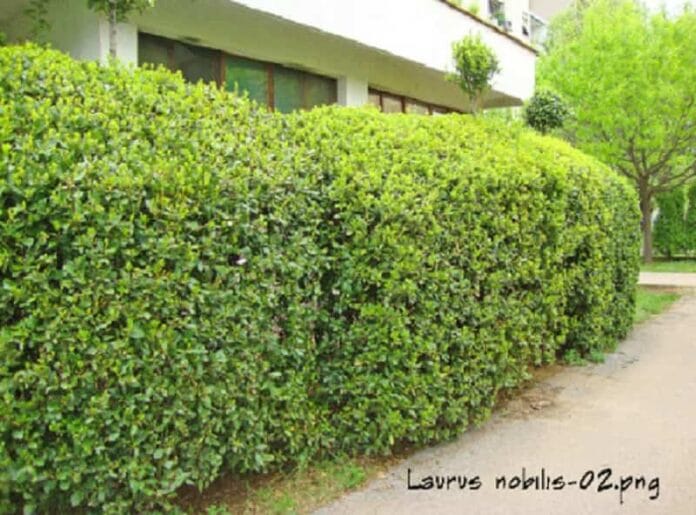 plantas para setos altos