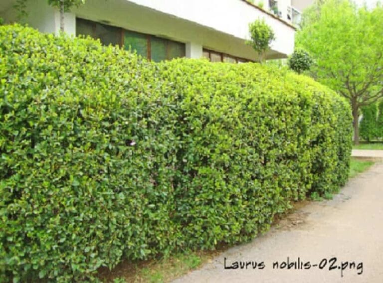 ¿Qué plantas para setos altos elegir? ¿Qué plantas para setos altos elegir?