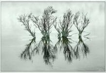 Exceso de riego: ¿cómo saber si una planta tiene mucha agua? exceso de riego