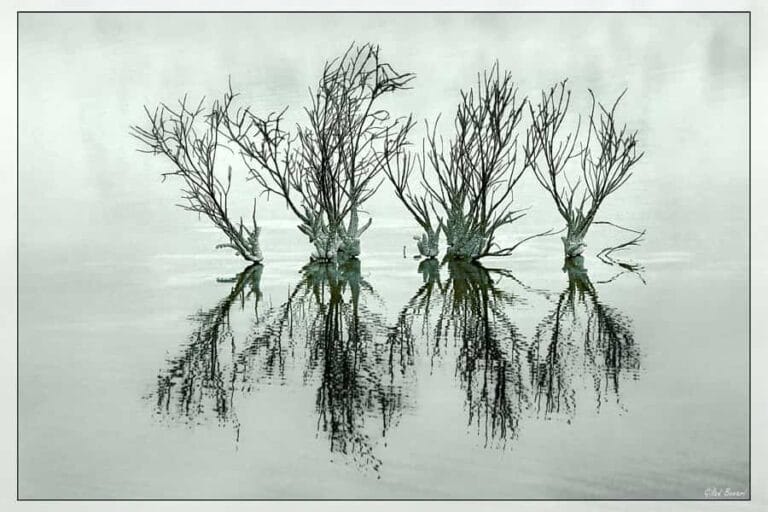 Exceso de riego: ¿cómo saber si una planta tiene mucha agua? Exceso de riego: ¿cómo saber si una planta tiene mucha agua?