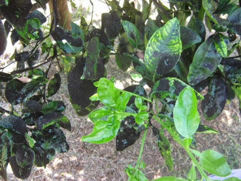 Remedio casero y otros tratamientos para el hongo negrilla o fumagina Remedio casero y otros tratamientos para el hongo negrilla o fumagina