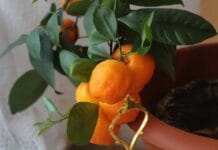 ¿Cómo cuidar un mandarino en maceta? mandarino en maceta