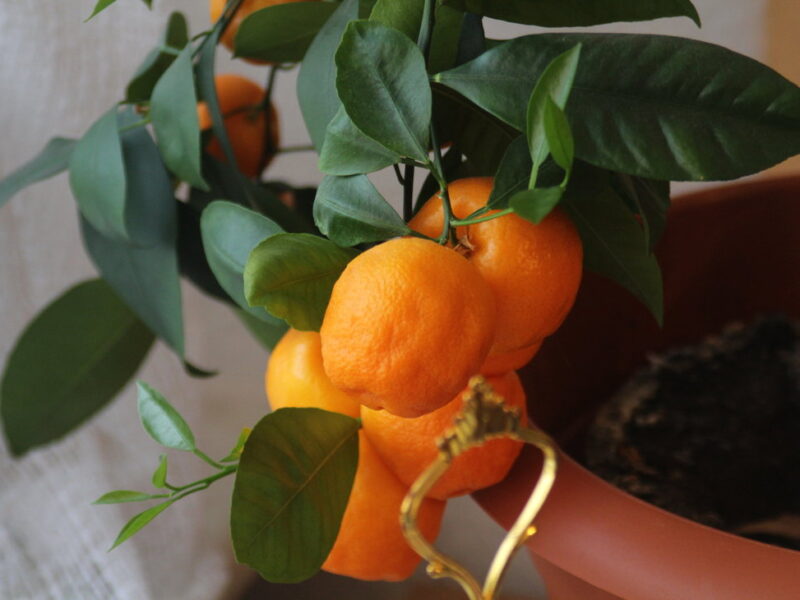 mandarino en maceta