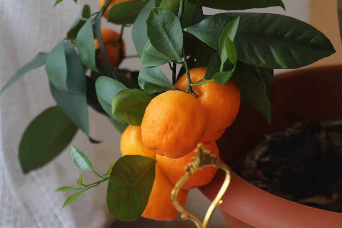mandarino en maceta