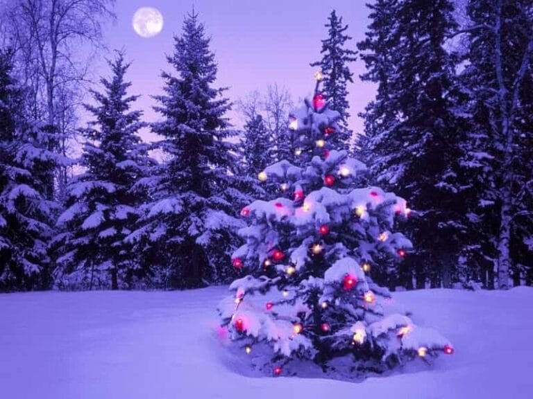 Precauciones con las luces para el árbol de Navidad en exterior Precauciones con las luces para el árbol de Navidad en exterior