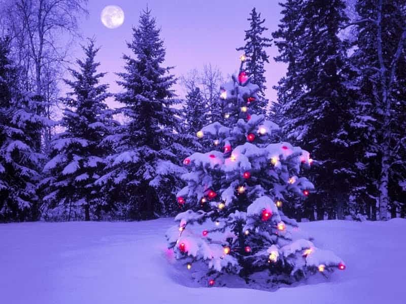 luces para el árbol de Navidad