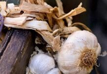 ¿Qué plantar en diciembre en tu huerto? plantar en diciembre