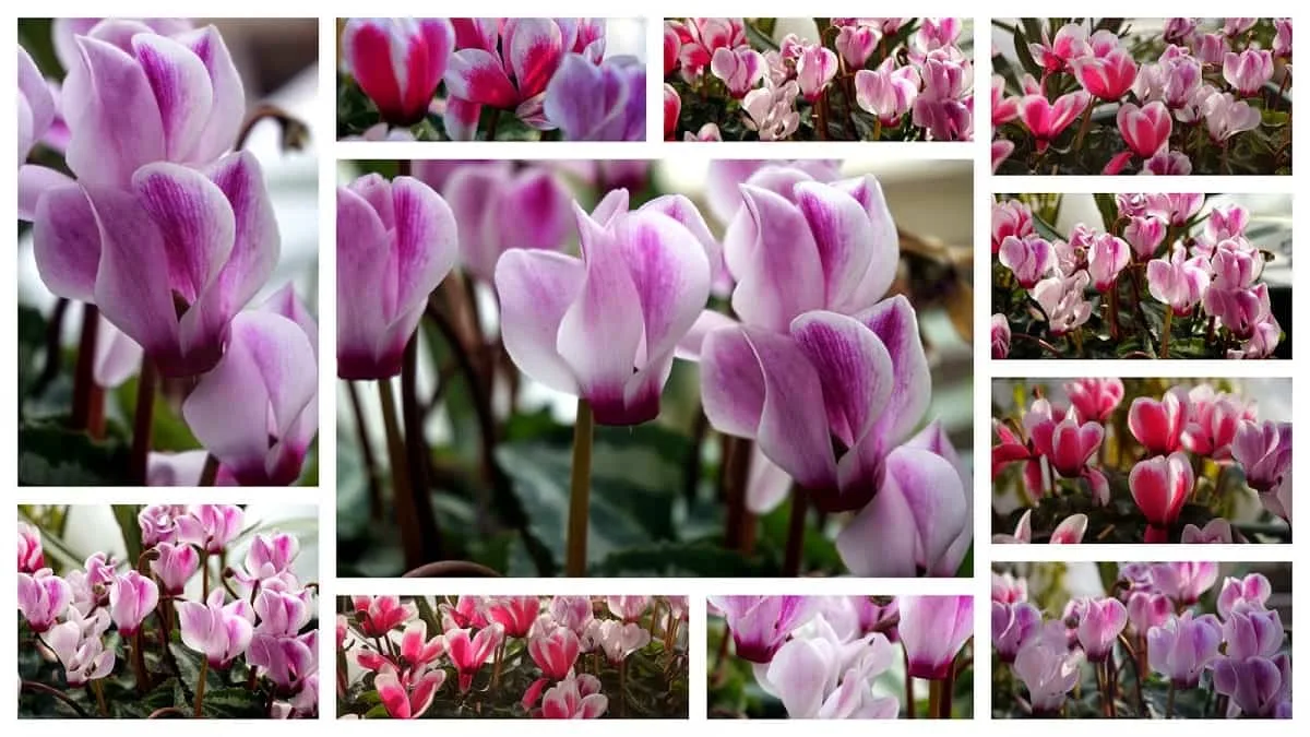 ¿Cómo aprovechar la terraza en Navidad? 9 terraza en Navidad