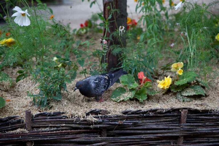 ¿Cómo ahuyentar palomas del jardín? ¿Cómo ahuyentar palomas del jardín?