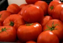Todo sobre el cultivo de tomates ecológicos cultivo de tomates
