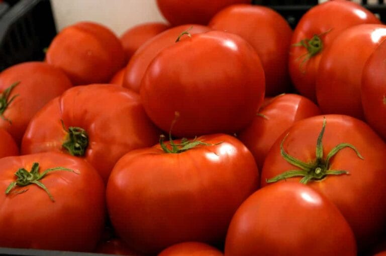 Todo sobre el cultivo de tomates ecológicos Todo sobre el cultivo de tomates ecológicos