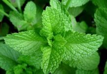 Usos y cuidados de la hierbabuena ¡No te los pierdas! cuidados de la hierbabuena