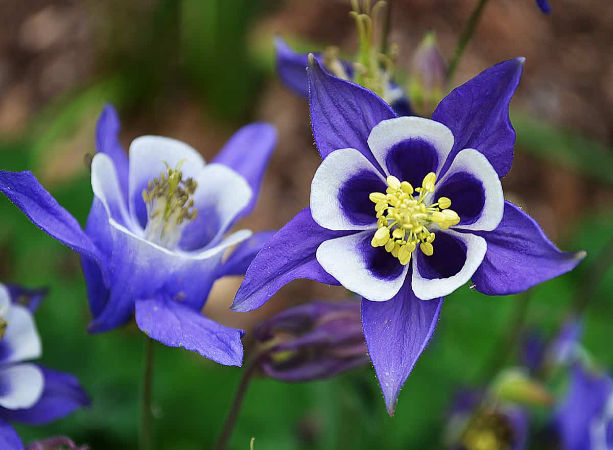 10 de las flores exóticas más bonitas del mundo ¡No te las pierdas!