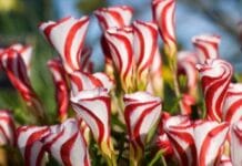 10 de las flores exóticas más bonitas del mundo flores exóticas