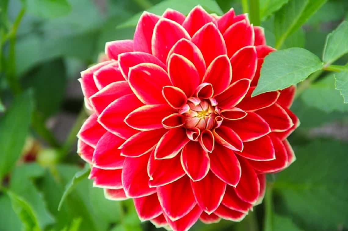 10 de las flores exóticas más bonitas del mundo ¡No te las pierdas!