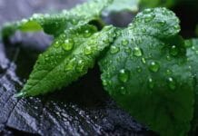 Usos y beneficios de la menta ¡echa un vistazo! beneficios de la menta