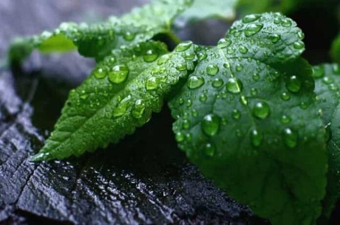 beneficios de la menta
