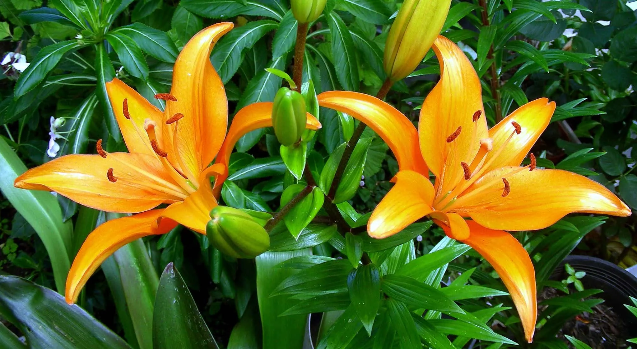 azucenas para hombres