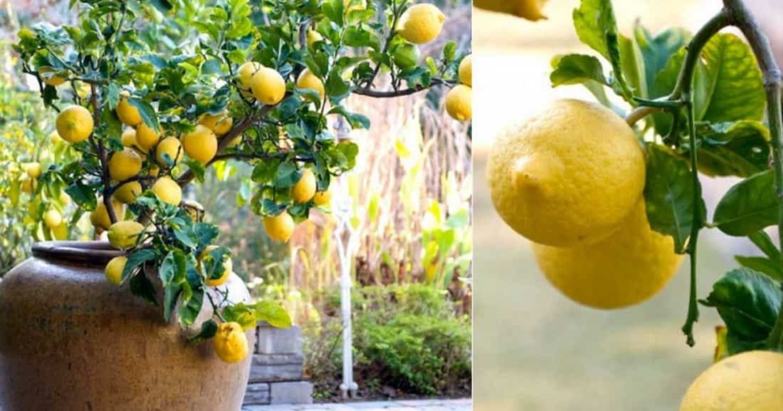 Plantar un limonero en una maceta