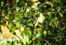 Cómo plantar un limonero en maceta y sus cuidados limonero en maceta