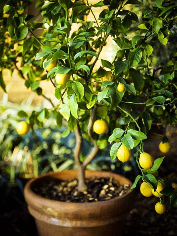 Cómo plantar un limonero en maceta y sus cuidados