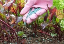Tipos de fertilizantes diferentes ¡para dar vigor a tus plantas! tipos de fertilizantes
