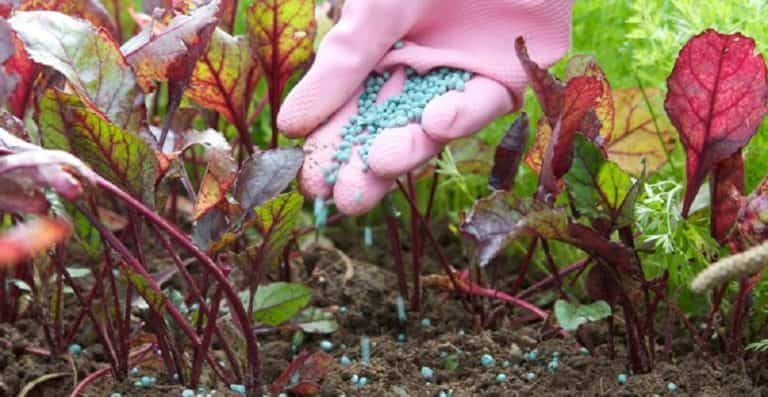 Tipos de fertilizantes diferentes ¡para dar vigor a tus plantas!