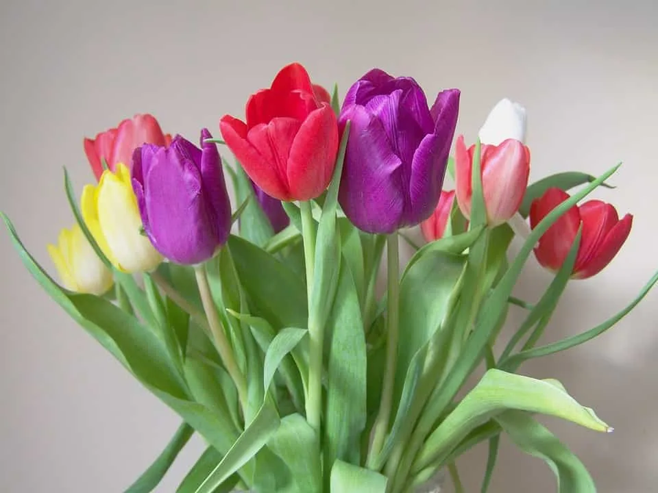 tulipanes colores para madres