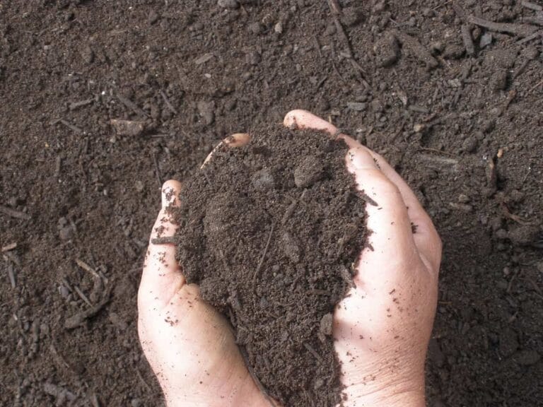 Diferencias entre los tipos de suelos en el jardín para las plantas Diferencias entre los tipos de suelos en el jardín para las plantas
