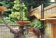 ¿Cómo crear un catio en el jardín para que tus gatos estén seguros? crear un catio en el jardín