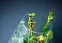 Los principales cuidados de las plantas carnívoras en invierno cuidados de las plantas carnívoras