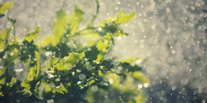 proteger el jardín de fuertes lluvias